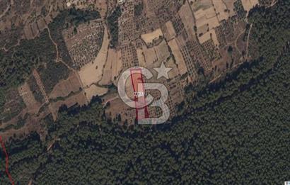 MUĞLA MİLAS ÇİFTLİK MAHALLESİ ZEYTİNLİK