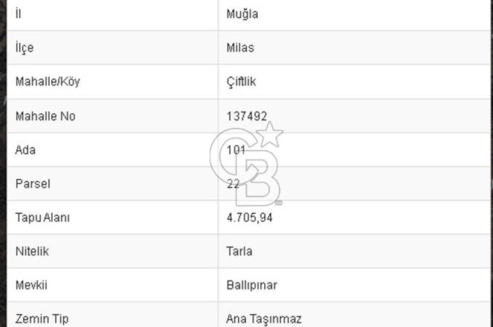 MUĞLA MİLAS ÇİFTLİK MAHALLESİ ZEYTİNLİK