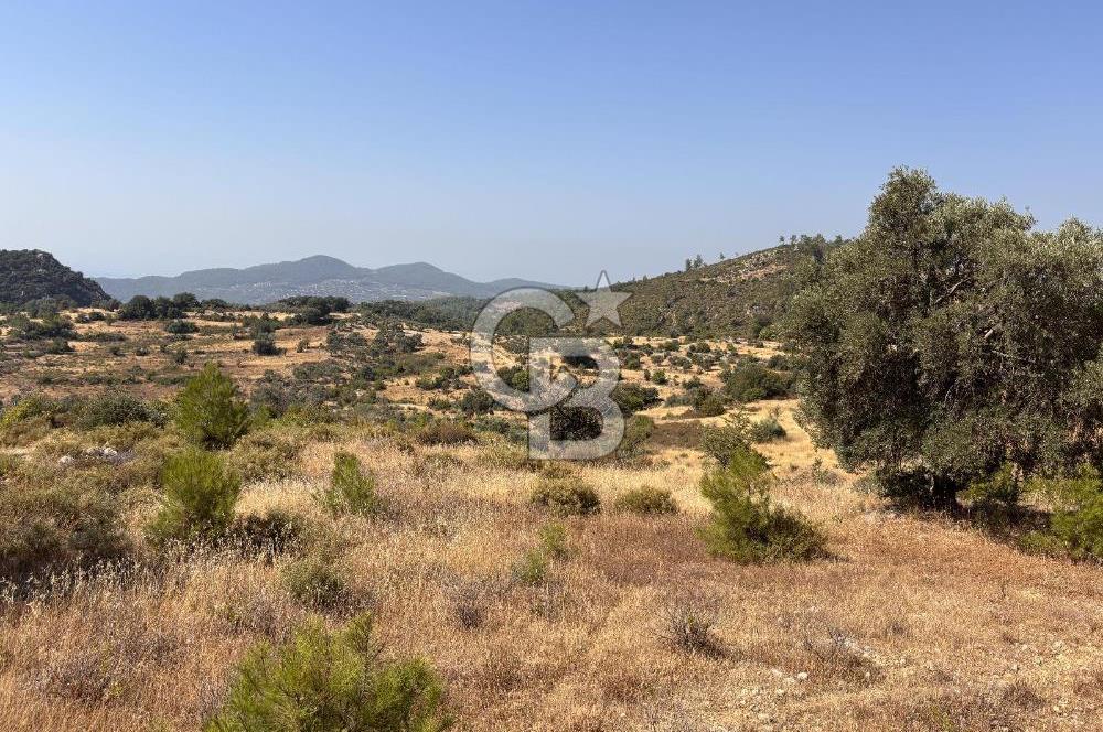 Muğla Menteşede Bağ Evi Yapımına Uygun 10.172 m² Tarla!