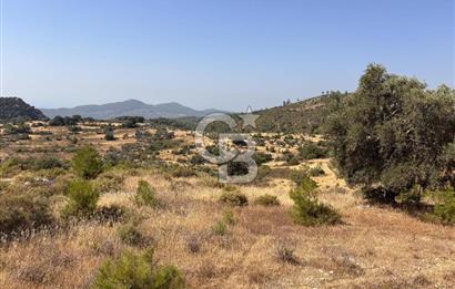 Muğla Menteşede Bağ Evi Yapımına Uygun 10.172 m² Tarla!