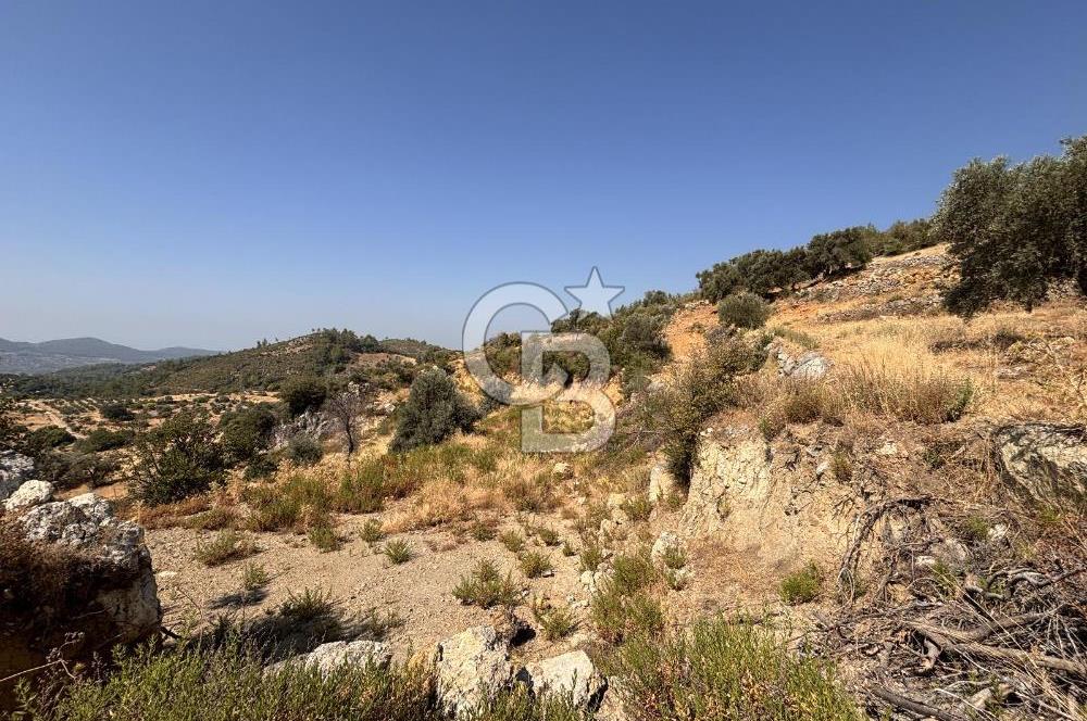 Muğla Menteşede Bağ Evi Yapımına Uygun 10.172 m² Tarla!