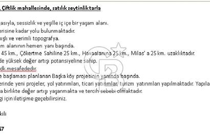 MUĞLA MİLAS ÇİFTLİK MAHALLESİ ZEYTİNLİK