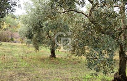 İZNİR DERBENT'TE GÖL MANZARALI YATIRIMLIK SATILIK TARLA