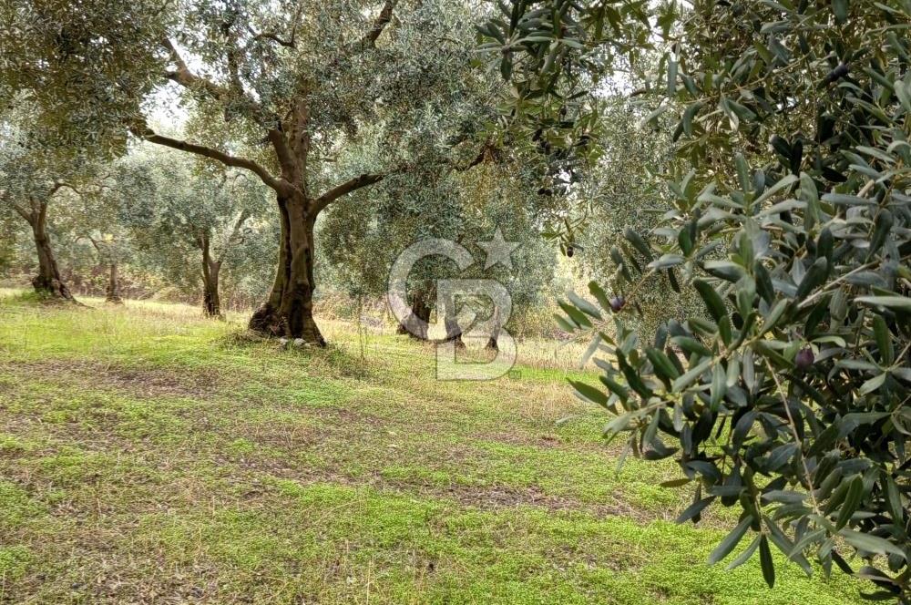 İZNİR DERBENT'TE GÖL MANZARALI YATIRIMLIK SATILIK TARLA