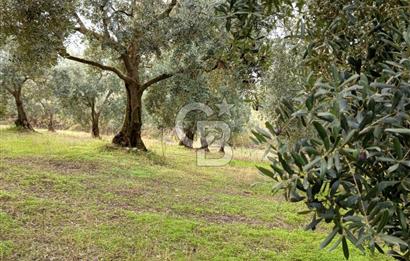 İZNİR DERBENT'TE GÖL MANZARALI YATIRIMLIK SATILIK TARLA