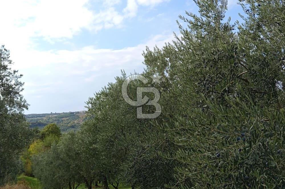 İZNİR DERBENT'TE GÖL MANZARALI YATIRIMLIK SATILIK TARLA