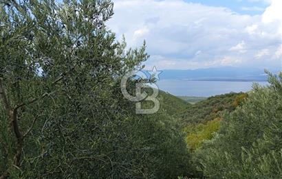 İZNİR DERBENT'TE GÖL MANZARALI YATIRIMLIK SATILIK TARLA