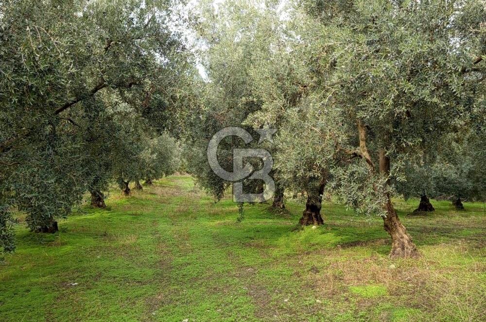 İZNİR DERBENT'TE GÖL MANZARALI YATIRIMLIK SATILIK TARLA