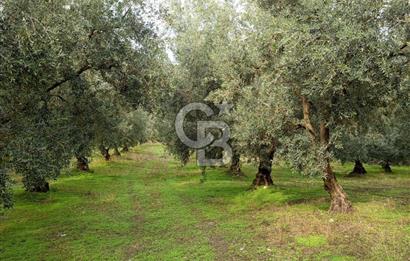 İZNİR DERBENT'TE GÖL MANZARALI YATIRIMLIK SATILIK TARLA
