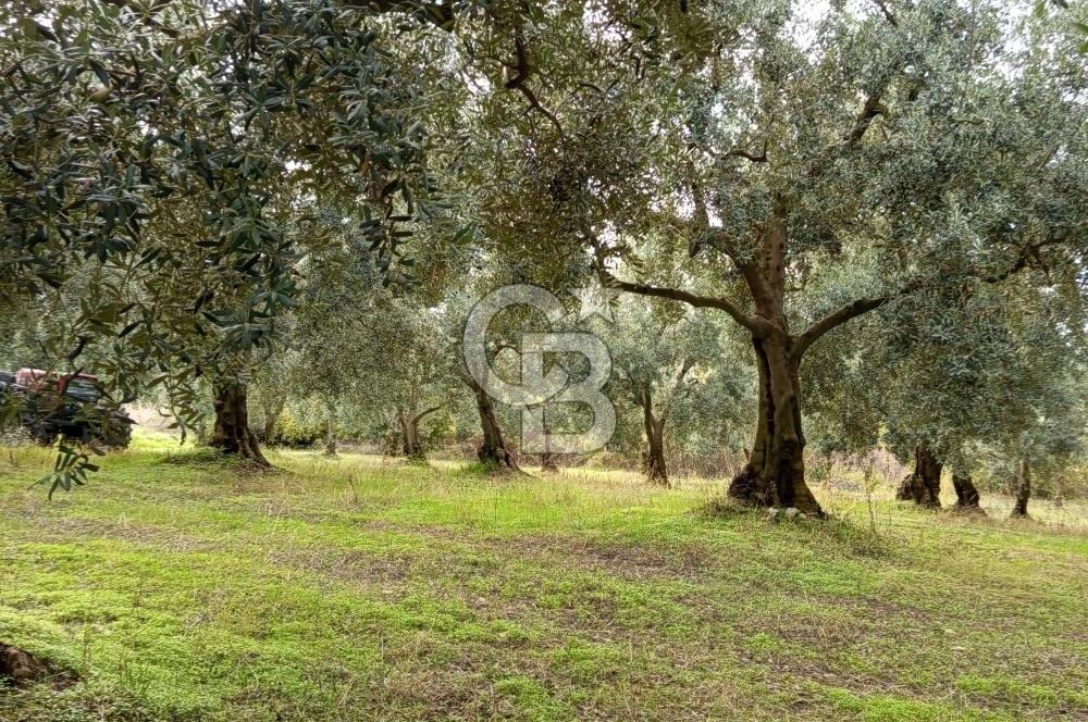 İZNİR DERBENT'TE GÖL MANZARALI YATIRIMLIK SATILIK TARLA