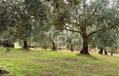 İZNİR DERBENT'TE GÖL MANZARALI YATIRIMLIK SATILIK TARLA