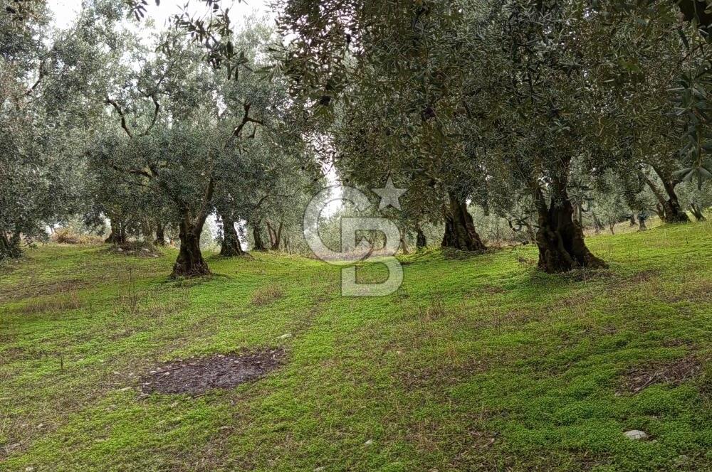 İZNİR DERBENT'TE GÖL MANZARALI YATIRIMLIK SATILIK TARLA