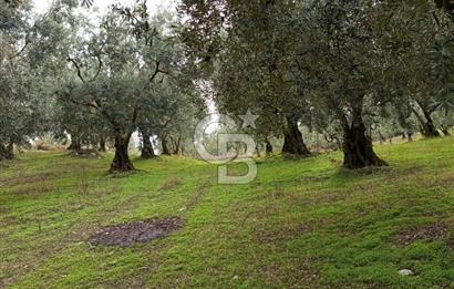 İZNİR DERBENT'TE GÖL MANZARALI YATIRIMLIK SATILIK TARLA