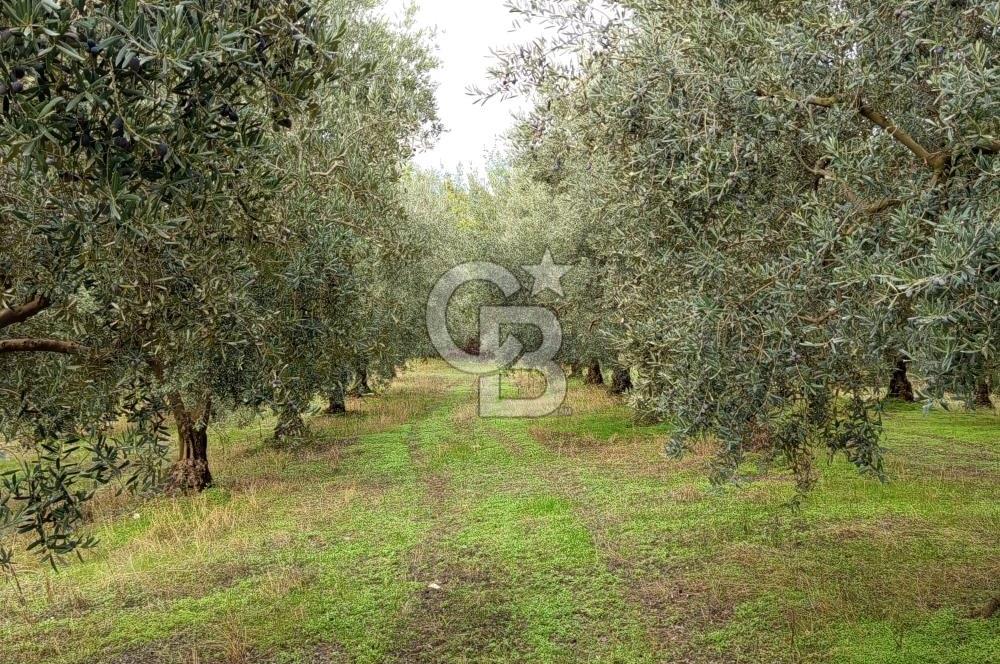 İZNİR DERBENT'TE GÖL MANZARALI YATIRIMLIK SATILIK TARLA