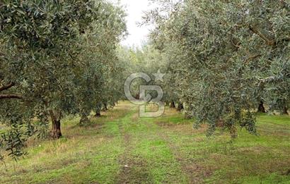 İZNİR DERBENT'TE GÖL MANZARALI YATIRIMLIK SATILIK TARLA