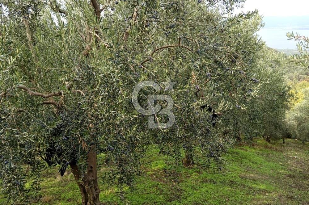 İZNİR DERBENT'TE GÖL MANZARALI YATIRIMLIK SATILIK TARLA