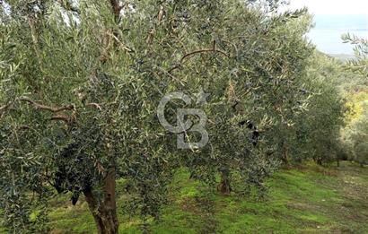 İZNİR DERBENT'TE GÖL MANZARALI YATIRIMLIK SATILIK TARLA