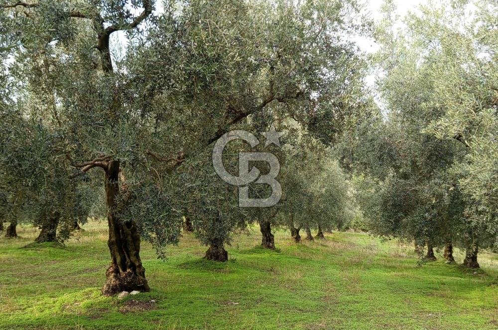 İZNİR DERBENT'TE GÖL MANZARALI YATIRIMLIK SATILIK TARLA