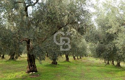 İZNİR DERBENT'TE GÖL MANZARALI YATIRIMLIK SATILIK TARLA