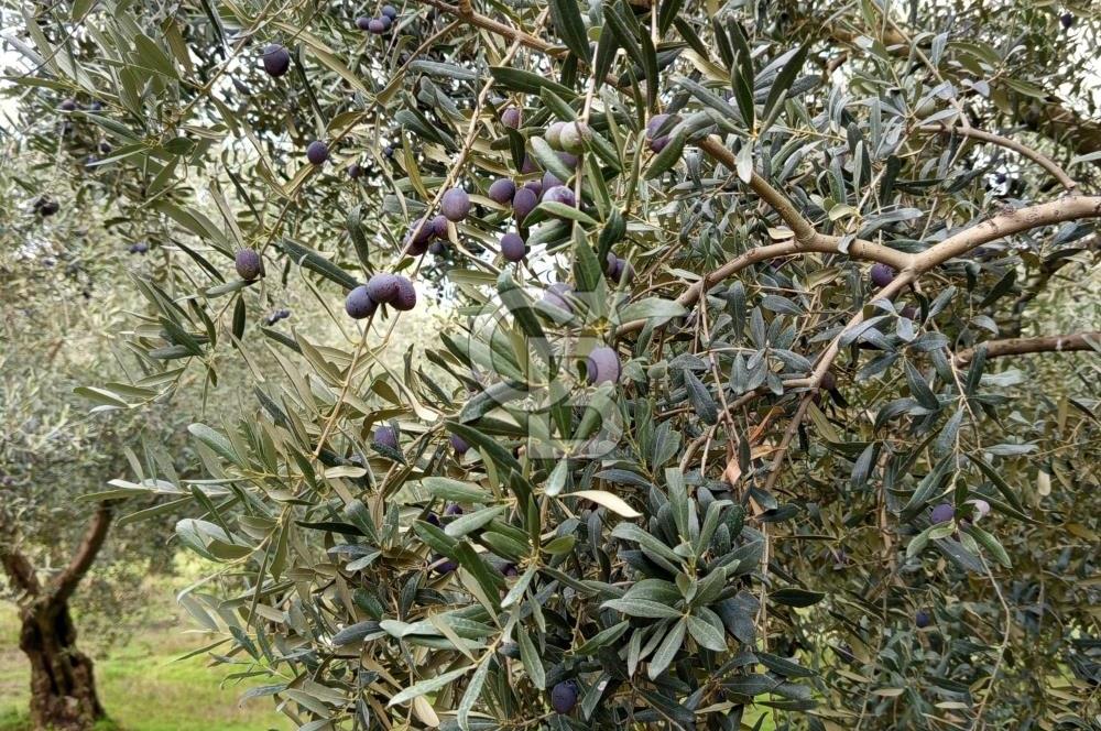 İZNİR DERBENT'TE GÖL MANZARALI YATIRIMLIK SATILIK TARLA