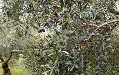 İZNİR DERBENT'TE GÖL MANZARALI YATIRIMLIK SATILIK TARLA