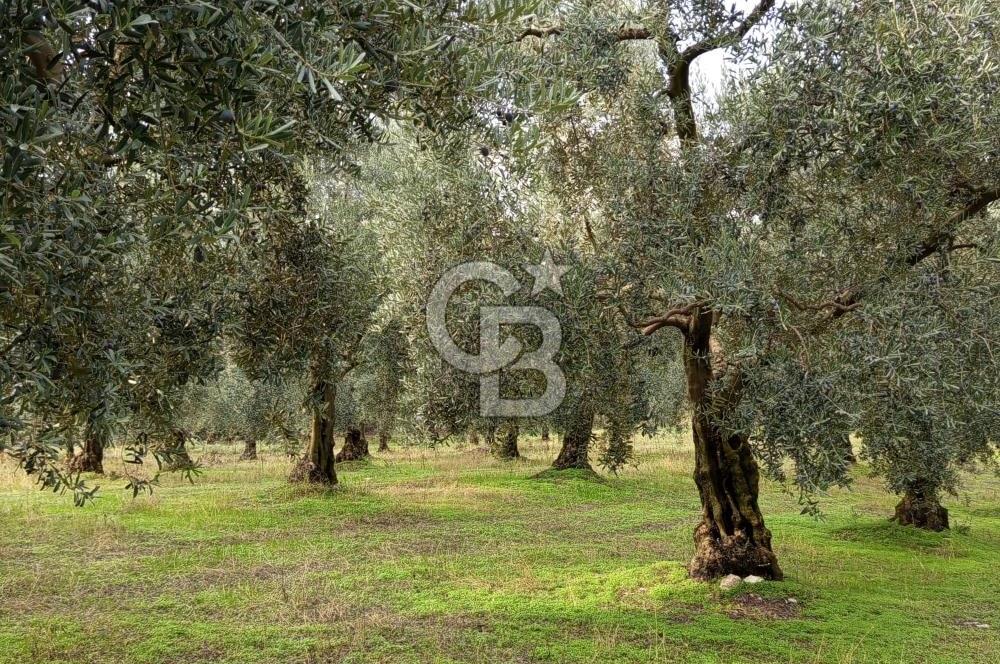 İZNİR DERBENT'TE GÖL MANZARALI YATIRIMLIK SATILIK TARLA