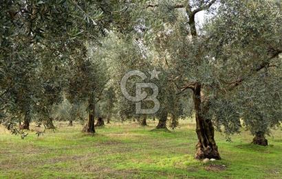 İZNİR DERBENT'TE GÖL MANZARALI YATIRIMLIK SATILIK TARLA