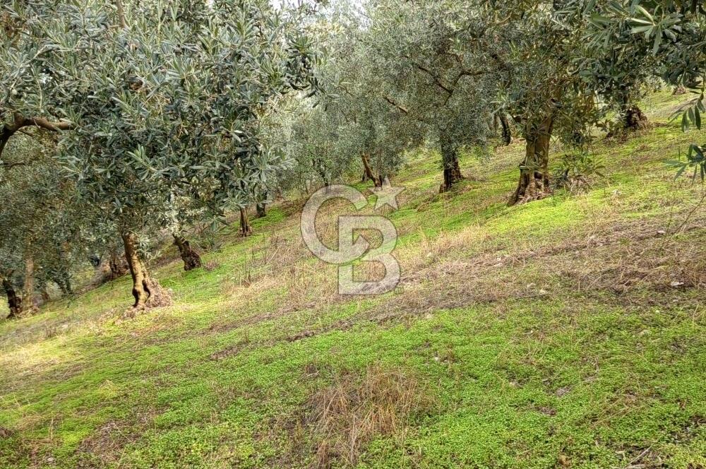 İZNİR DERBENT'TE GÖL MANZARALI YATIRIMLIK SATILIK TARLA