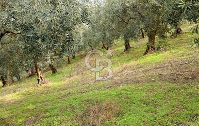 İZNİR DERBENT'TE GÖL MANZARALI YATIRIMLIK SATILIK TARLA