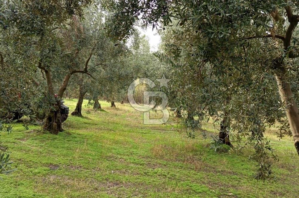 İZNİR DERBENT'TE GÖL MANZARALI YATIRIMLIK SATILIK TARLA