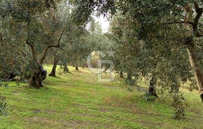 İZNİR DERBENT'TE GÖL MANZARALI YATIRIMLIK SATILIK TARLA