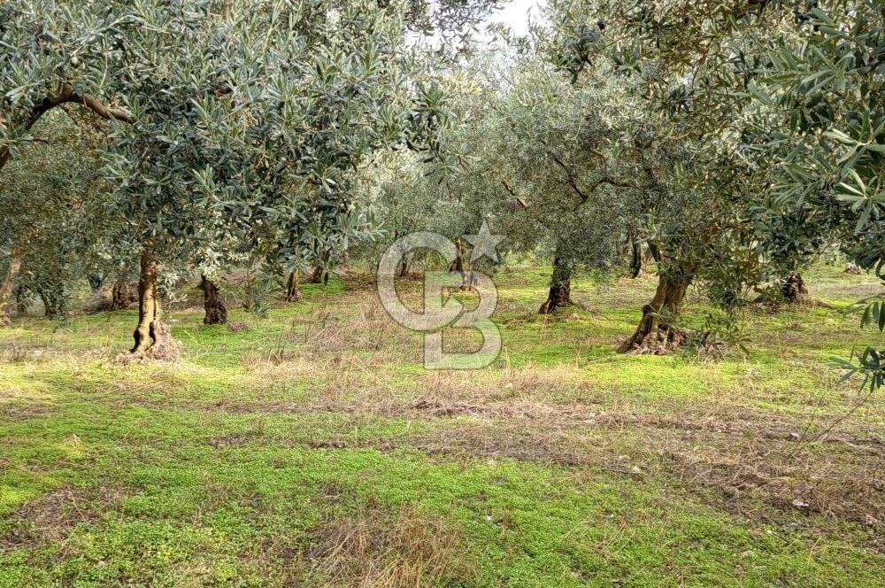 İZNİR DERBENT'TE GÖL MANZARALI YATIRIMLIK SATILIK TARLA