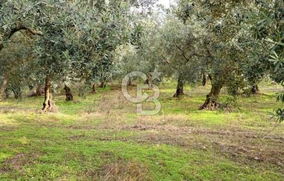 İZNİR DERBENT'TE GÖL MANZARALI YATIRIMLIK SATILIK TARLA