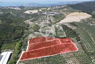 Kuşadası Yaylaköyde Doğayla İç İçe Huzurlu Yaşam Alanı - 7 - 310763