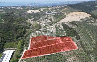 Kuşadası Yaylaköyde Doğayla İç İçe Huzurlu Yaşam Alanı