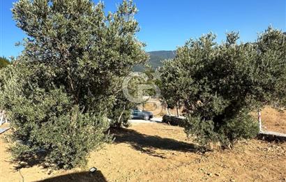 Kemalpaşa Vişneli'de Satılık Arazi