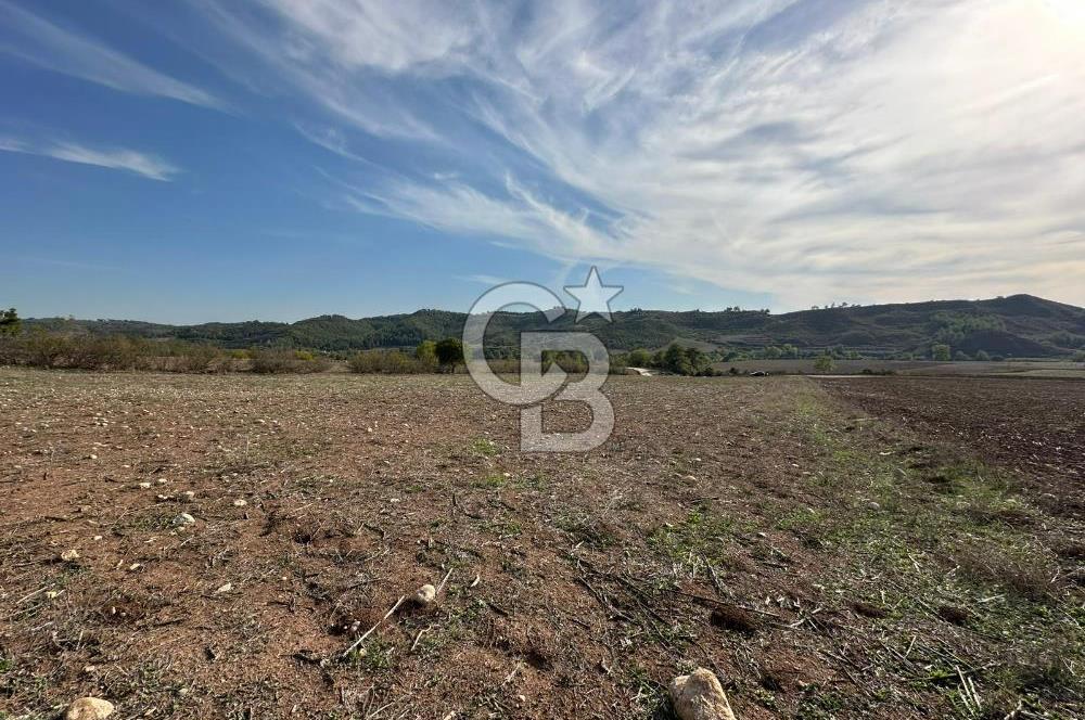 Karaisalı Salbaş Kuzgun da Satılık Arazi