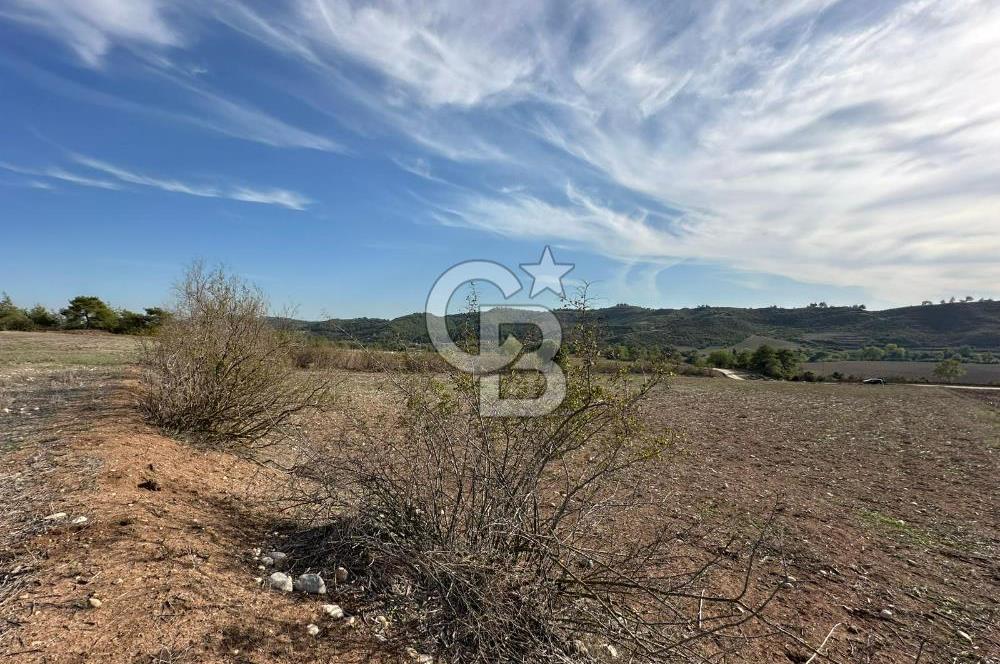 Karaisalı Salbaş Kuzgun da Satılık Arazi