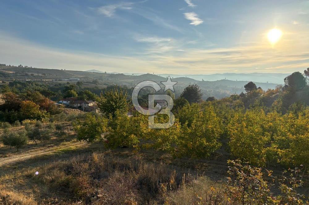 Manisa Gördes 37 Dönüm Anahtar Teslim Ceviz Zeytin Çiftliği