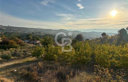 Manisa Gördes 37 Dönüm Anahtar Teslim Ceviz Zeytin Çiftliği