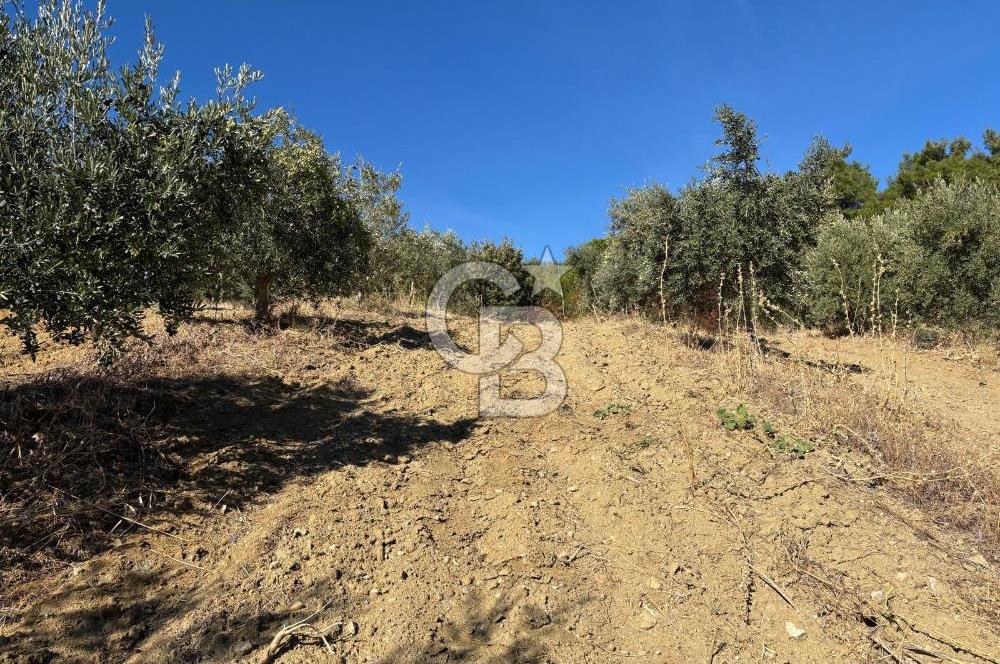 Manisa Gördes 37 Dönüm Anahtar Teslim Ceviz Zeytin Çiftliği