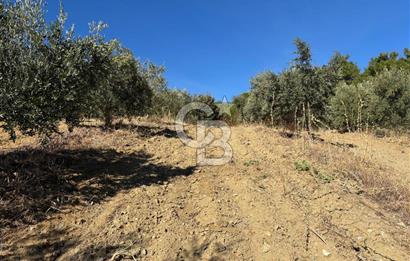 Manisa Gördes 37 Dönüm Anahtar Teslim Ceviz Zeytin Çiftliği