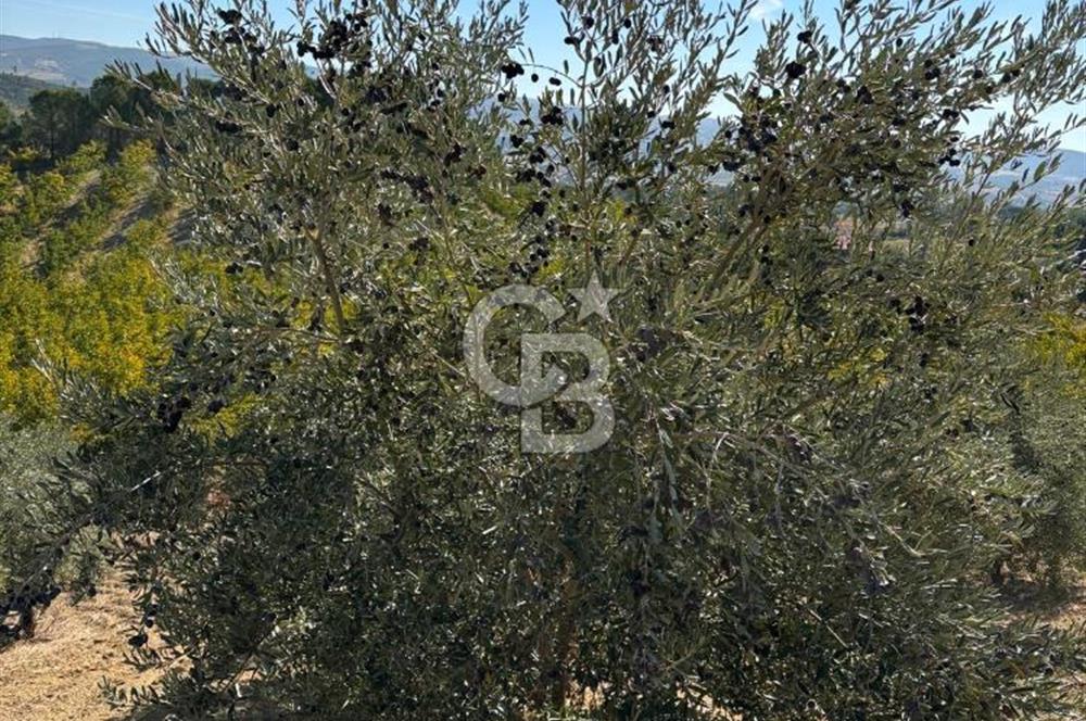 Manisa Gördes 37 Dönüm Anahtar Teslim Ceviz Zeytin Çiftliği