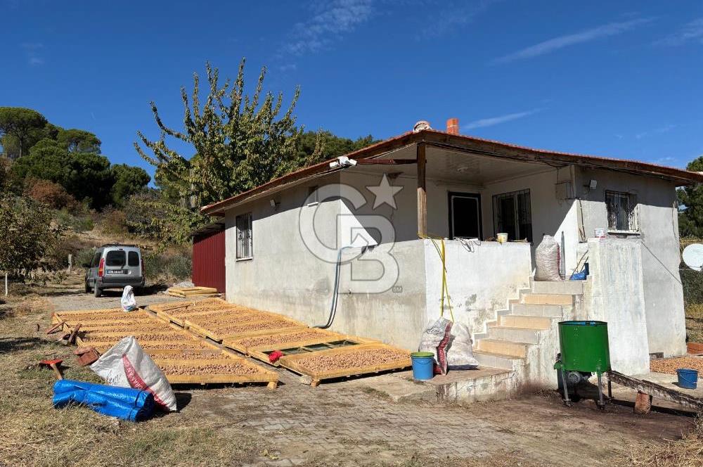 Manisa Gördes 37 Dönüm Anahtar Teslim Ceviz Zeytin Çiftliği