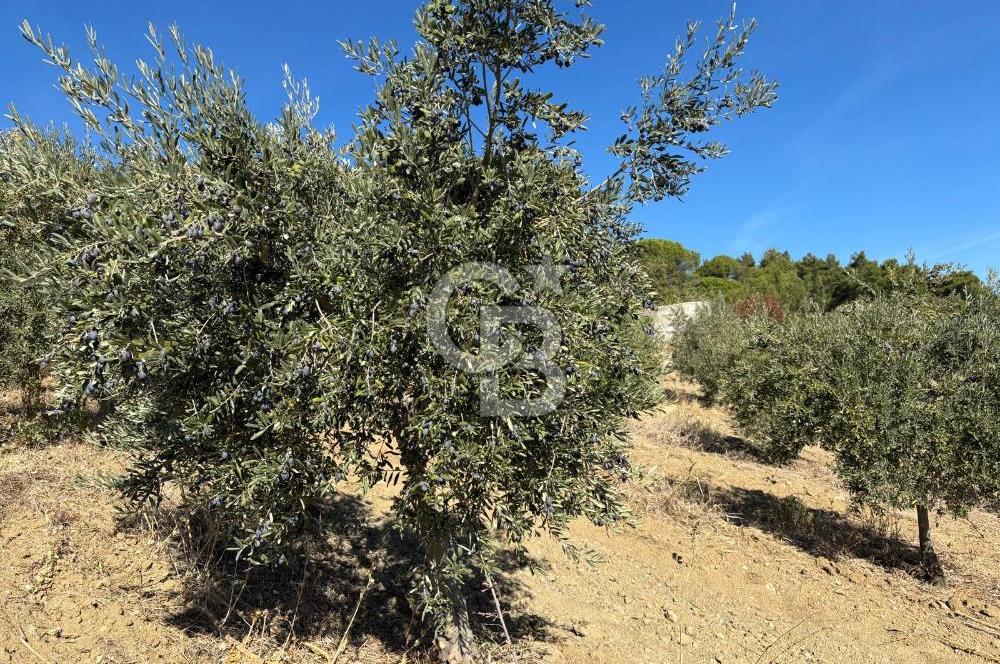 Manisa Gördes 37 Dönüm Anahtar Teslim Ceviz Zeytin Çiftliği