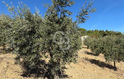 Manisa Gördes 37 Dönüm Anahtar Teslim Ceviz Zeytin Çiftliği