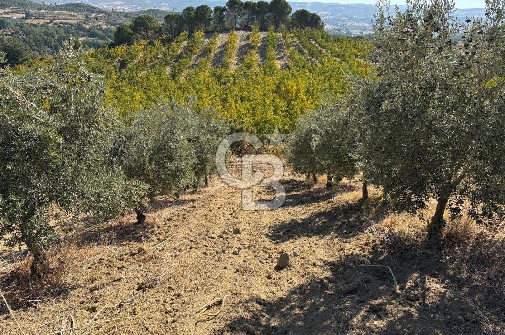 Manisa Gördes 37 Dönüm Anahtar Teslim Ceviz Zeytin Çiftliği