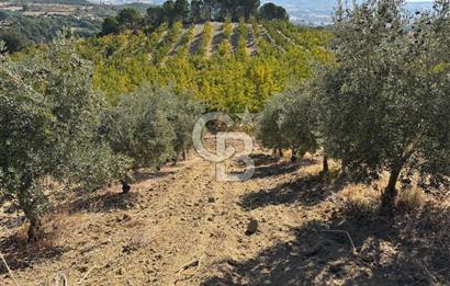 Manisa Gördes 37 Dönüm Anahtar Teslim Ceviz Zeytin Çiftliği