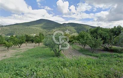 Barakfakih Köy İçinde İmar Planında Fırsat Arazi