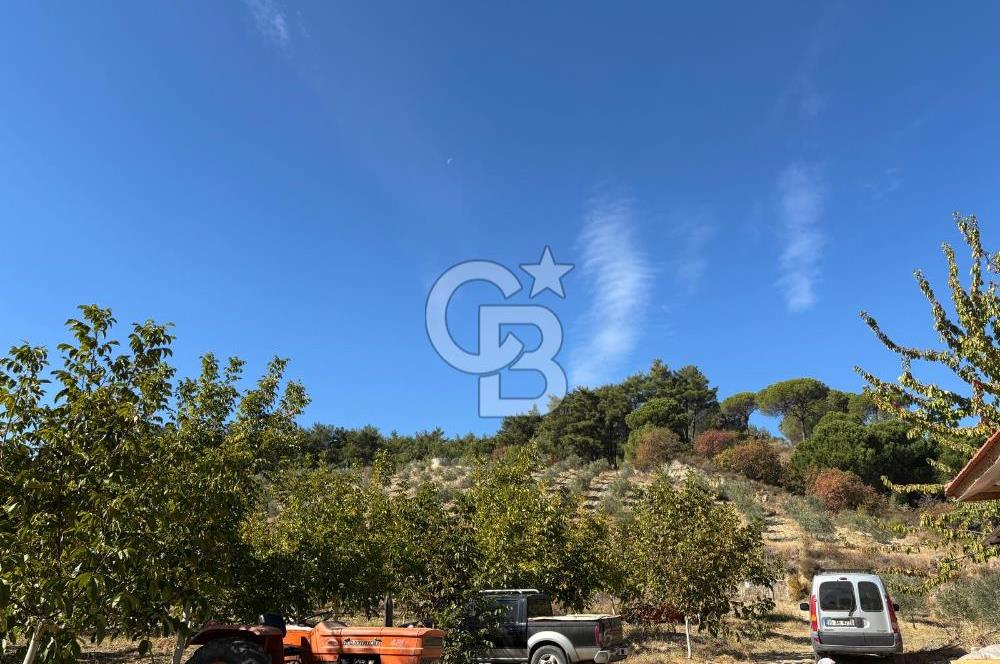 Manisa Gördes 37 Dönüm Anahtar Teslim Ceviz Zeytin Çiftliği